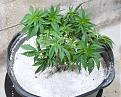 White Widow, Week 9, 01-10-20 13.jpg