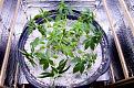 White Widow, Week 9, 01-10-20 14.jpg