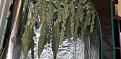 Click image for larger version

Name:	20200111_150824_resized.jpg
Views:	483
Size:	768.1 KB
ID:	365376