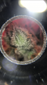 Click image for larger version

Name:	035EB530-279C-46B8-9A36-0AB4362E4689.png
Views:	267
Size:	1.03 MB
ID:	366983
