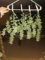 Click image for larger version

Name:	IMG_20200123_234712141.jpg
Views:	237
Size:	2.61 MB
ID:	369284
