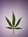 Click image for larger version

Name:	fan leaf 2.jpg
Views:	273
Size:	1.06 MB
ID:	373872