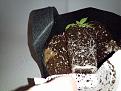 Click image for larger version

Name:	20200313_093827.jpg
Views:	242
Size:	2.15 MB
ID:	383648