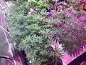 Click image for larger version

Name:	IMG_20200312_022146032.jpg
Views:	388
Size:	4.57 MB
ID:	383770
