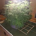 Click image for larger version

Name:	IMG_20200311_233329811.jpg
Views:	401
Size:	1.70 MB
ID:	383856