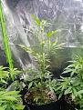 Click image for larger version

Name:	Sativa auto runt 3 Apr 2020.jpg
Views:	353
Size:	2.86 MB
ID:	391620