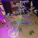 Click image for larger version

Name:	IMG_20200414_223635711.jpg
Views:	204
Size:	1.76 MB
ID:	395513