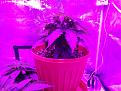 Click image for larger version

Name:	IMG_20200417_184848.jpg
Views:	226
Size:	3.50 MB
ID:	396312