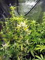 Click image for larger version

Name:	20200419_103335 Sativa resized to 25 percent.jpg
Views:	194
Size:	302.3 KB
ID:	396886