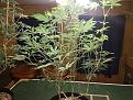Click image for larger version

Name:	IMG_20200420_013023606.jpg
Views:	296
Size:	2.76 MB
ID:	397150