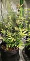 Click image for larger version

Name:	20200422_121655 Sativa resized percent.jpg
Views:	219
Size:	242.5 KB
ID:	397890