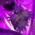 Click image for larger version

Name:	IMG_20200506_173609903.jpg
Views:	247
Size:	2.30 MB
ID:	402308