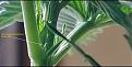 Click image for larger version

Name:	pistil.jpg
Views:	345
Size:	310.8 KB
ID:	404400