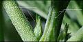 Click image for larger version

Name:	preflower-or-stem.jpg
Views:	313
Size:	430.2 KB
ID:	404409