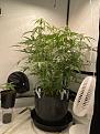 Click image for larger version

Name:	Mal plant copy.jpg
Views:	301
Size:	300.6 KB
ID:	404715