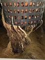 roots3 copy.jpg