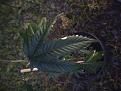 Click image for larger version

Name:	IMG_20200518_204534~2.jpg
Views:	179
Size:	3.14 MB
ID:	406742