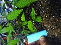 Click image for larger version

Name:	IMG_20200521_025137~2.jpg
Views:	243
Size:	2.94 MB
ID:	407319