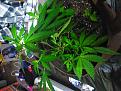 Click image for larger version

Name:	IMG_20200520_225340~3.jpg
Views:	210
Size:	2.58 MB
ID:	407339