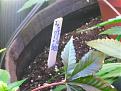 Click image for larger version

Name:	IMG_20200521_071710.jpg
Views:	198
Size:	1.67 MB
ID:	407366