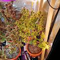 Click image for larger version

Name:	IMG_20200512_121640.jpg
Views:	866
Size:	3.65 MB
ID:	409304