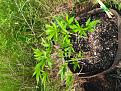 Click image for larger version

Name:	IMG_20200527_161615~2.jpg
Views:	351
Size:	6.63 MB
ID:	410105