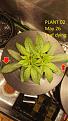 Click image for larger version

Name:	2020-05-26 seedling 02 top view tied.jpg
Views:	1084
Size:	710.0 KB
ID:	412374