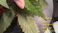 Click image for larger version

Name:	2020-05-27 seedling 02 brown spots forming.jpg
Views:	1039
Size:	398.5 KB
ID:	412376