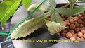 Click image for larger version

Name:	2020-05-30 plant 02 leaf damage bottom.jpg
Views:	954
Size:	482.9 KB
ID:	412377