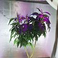 Click image for larger version

Name:	IMG_20200608_175337.jpg
Views:	316
Size:	1.37 MB
ID:	415618