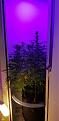 Click image for larger version

Name:	20200611_205240.jpg
Views:	491
Size:	1.60 MB
ID:	415926