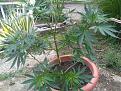 Click image for larger version

Name:	IMG_20200622_121701.jpg
Views:	263
Size:	4.07 MB
ID:	420060