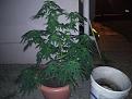 Click image for larger version

Name:	IMG_20200627_215615.jpg
Views:	269
Size:	2.43 MB
ID:	421963