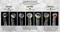 Click image for larger version

Name:	Trichome ripeness.jpg
Views:	339
Size:	130.0 KB
ID:	423339