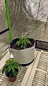 Click image for larger version

Name:	IMG_20200709_173202.jpg
Views:	227
Size:	4.98 MB
ID:	426023