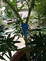 Click image for larger version

Name:	IMG_20200710_134806.jpg
Views:	223
Size:	3.29 MB
ID:	426166