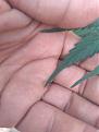 Click image for larger version

Name:	IMG_20200715_161219.jpg
Views:	172
Size:	1.99 MB
ID:	428054