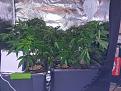 Click image for larger version

Name:	20200715_141206.jpg
Views:	127
Size:	4.51 MB
ID:	428190