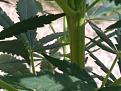 Click image for larger version

Name:	IMG_20200716_170006.jpg
Views:	229
Size:	1.62 MB
ID:	428598