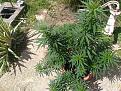 Click image for larger version

Name:	IMG_20200718_143447.jpg
Views:	184
Size:	4.87 MB
ID:	429163