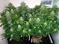 Click image for larger version

Name:	papaya-cannabis-big-buds-flowering-soil.jpg
Views:	221
Size:	406.5 KB
ID:	429371