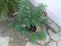 Click image for larger version

Name:	IMG_20200718_065434.jpg
Views:	583
Size:	3.05 MB
ID:	429902