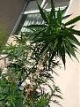 Click image for larger version

Name:	IMG_20200720_162635.jpg
Views:	210
Size:	3.17 MB
ID:	429976