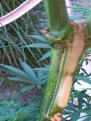 Click image for larger version

Name:	IMG_20200720_192511.jpg
Views:	250
Size:	1.89 MB
ID:	430049