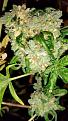 Click image for larger version

Name:	Cinderella Jack S1 seeds amongst pollen sacks.jpg
Views:	243
Size:	807.1 KB
ID:	430664