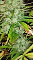 Click image for larger version

Name:	GG#4 x CJ seed ripening.jpg
Views:	329
Size:	926.8 KB
ID:	430881