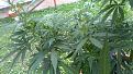 Click image for larger version

Name:	IMG_20200725_134944.jpg
Views:	186
Size:	2.54 MB
ID:	431607