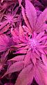 Click image for larger version

Name:	IMG-20200727-WA0019.jpg
Views:	371
Size:	408.0 KB
ID:	432480