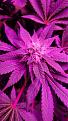 Click image for larger version

Name:	IMG-20200727-WA0009.jpg
Views:	381
Size:	406.9 KB
ID:	432482