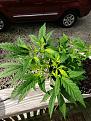 Click image for larger version

Name:	20200731_091721.jpg
Views:	177
Size:	3.83 MB
ID:	433751